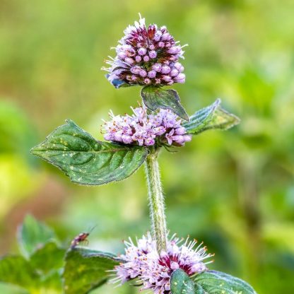 Suero antioxidante con menta acuática KLORANE 100 ml - Imagen 3